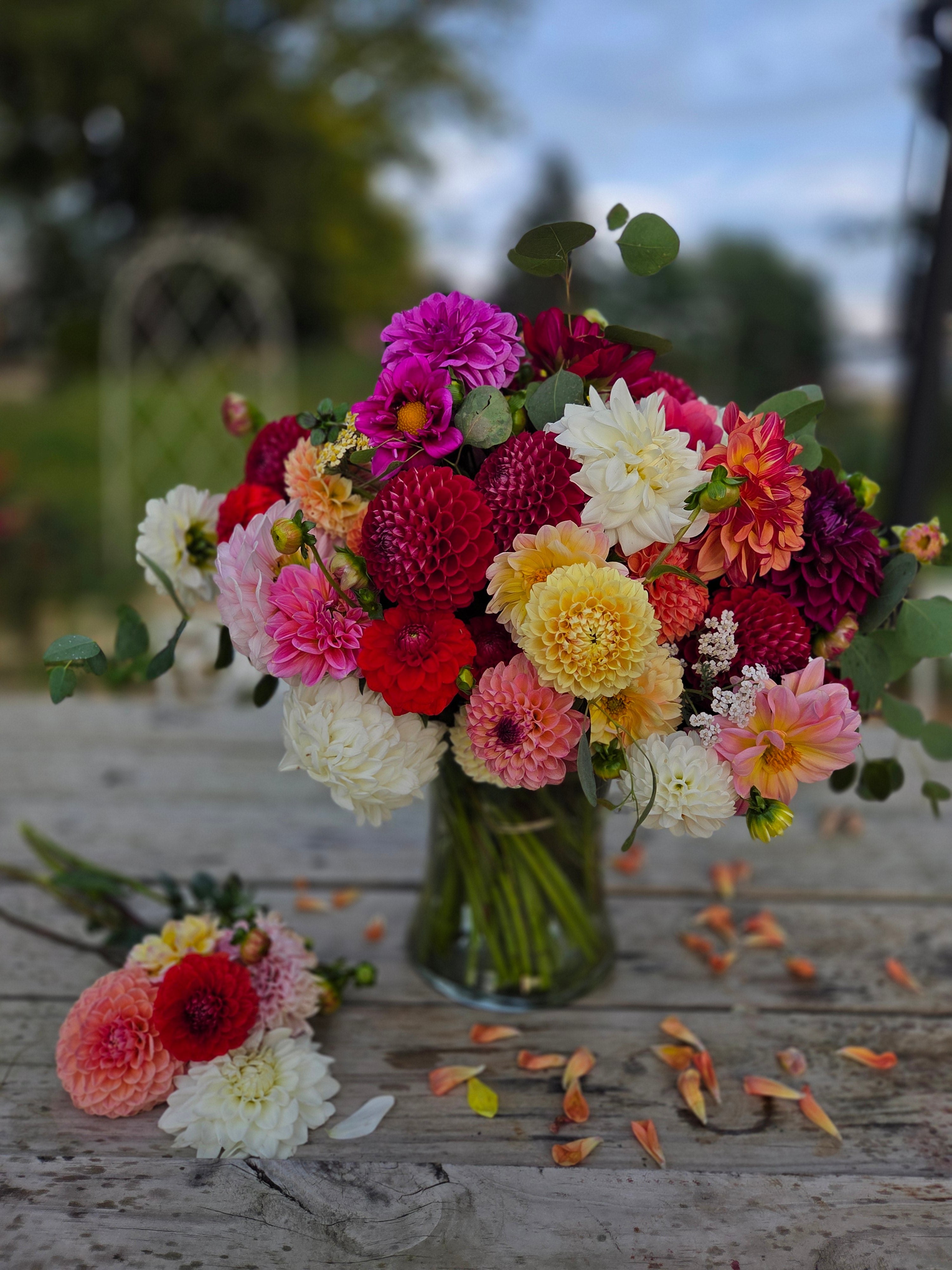 20 tubers of mixed dahlias