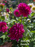 Hollyhill Pandora